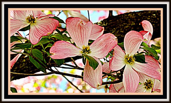 My fading out dogwood...