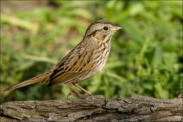 Sparrow - Not the prettiest bird but when you look...