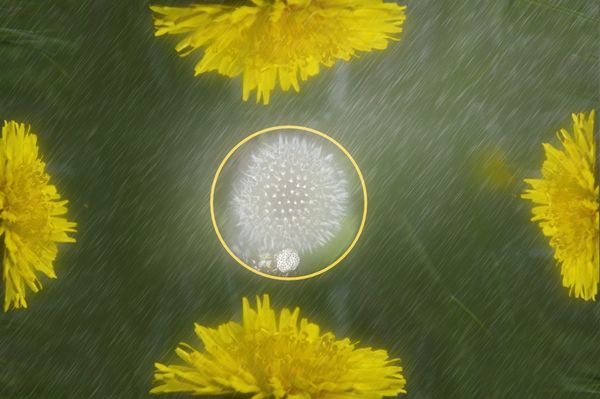 Cut and pasted the dandelion to make a frame, blur...