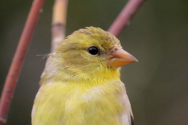 American Goldfinch (female)...