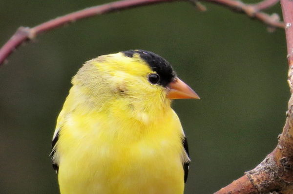 American Goldfinch (male)...