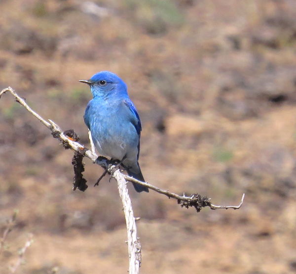male blue bird...