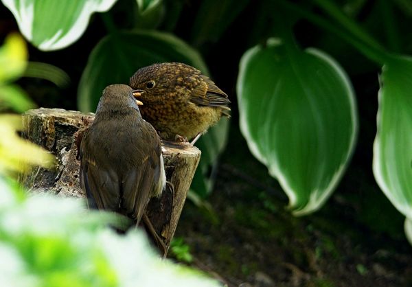 I then realised that this was a juvenile Robin...