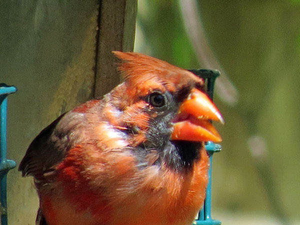 A female cardinal enjoying the feeder...