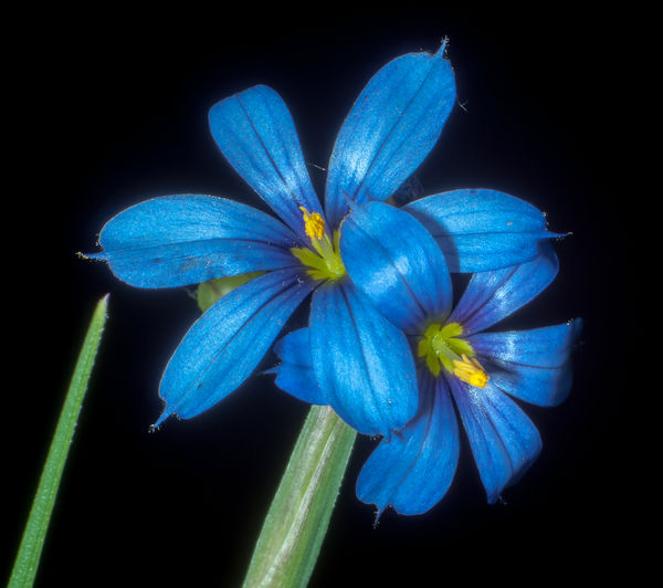 BlueEyed Grass Flower...