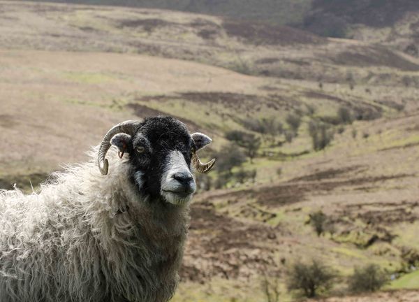 One of many sheep on the Moor...