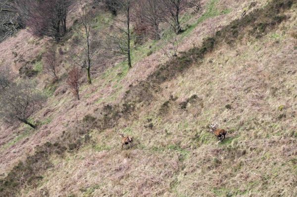 Stag and hind - great camouflage...