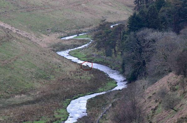 Deer crossing the stream...