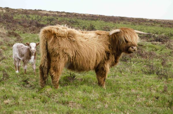 Highland cow and calf May 2014...