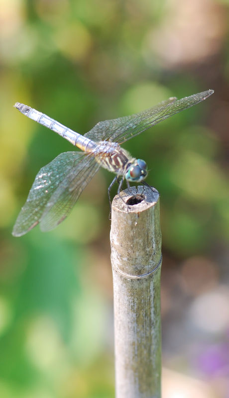 This is one of my favorite shots of  a dragon fly,...