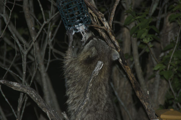 Raccoon in our suet feeder...