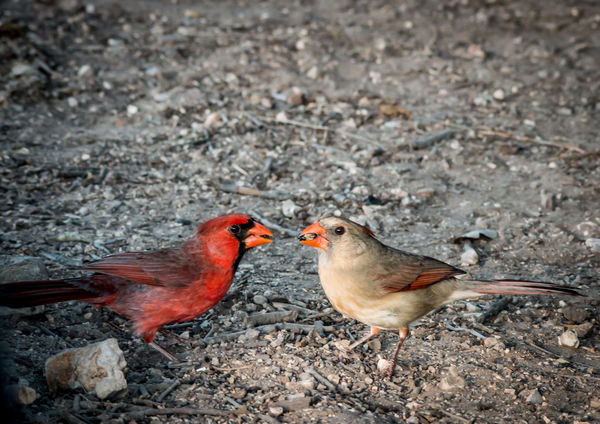 Male & Female Cardinals...