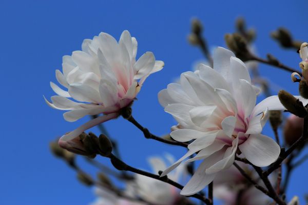 Magnolias at botanical gardens...