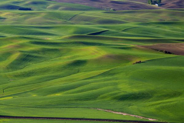 Rolling Wheat Fields In Eastern Washington: The Palouse Area Of 