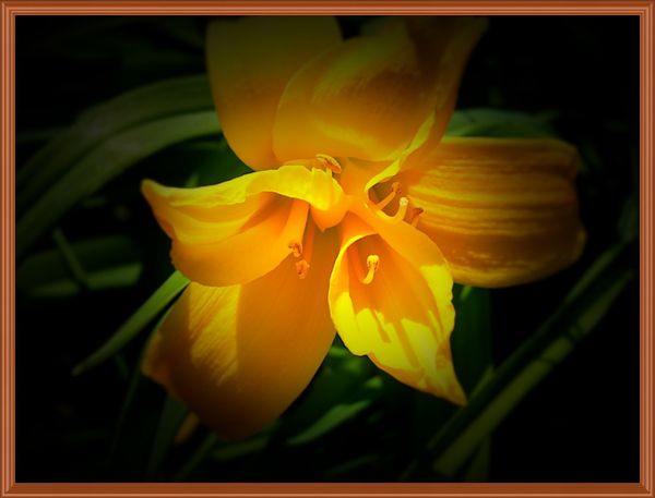 Light pp on day lily...
