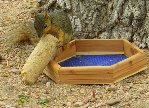 He picked up the suet log out of the wooden dish, ...