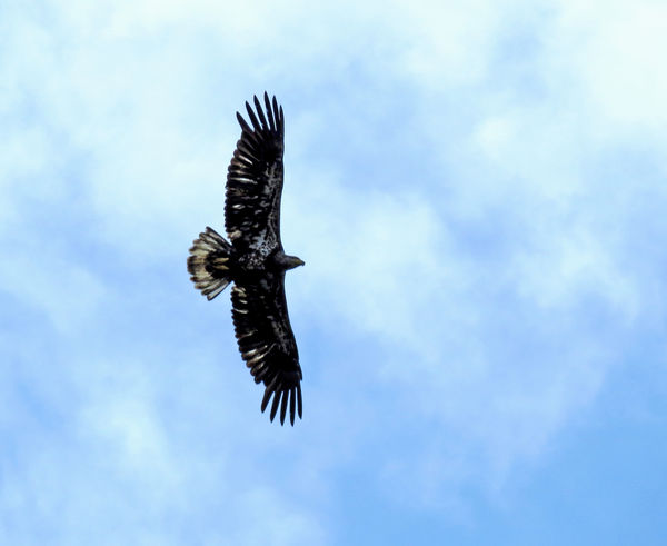 An immature bald eagle shows up. One of last year'...