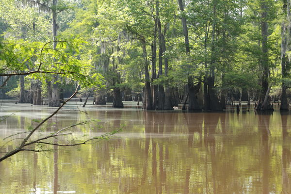 Swamp Two...