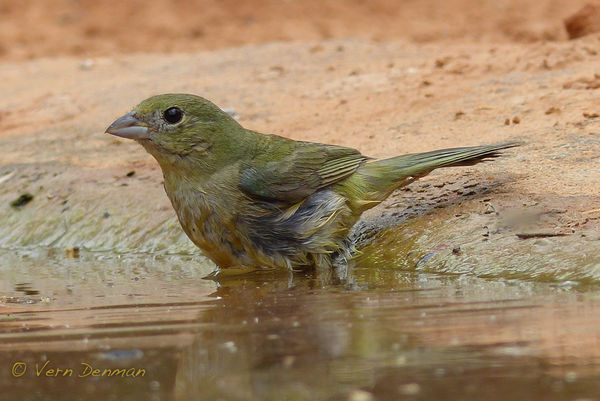 Female painted bunting ....