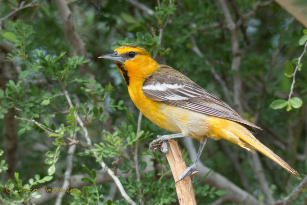 An Oriole who has not returned home. Go north baby...