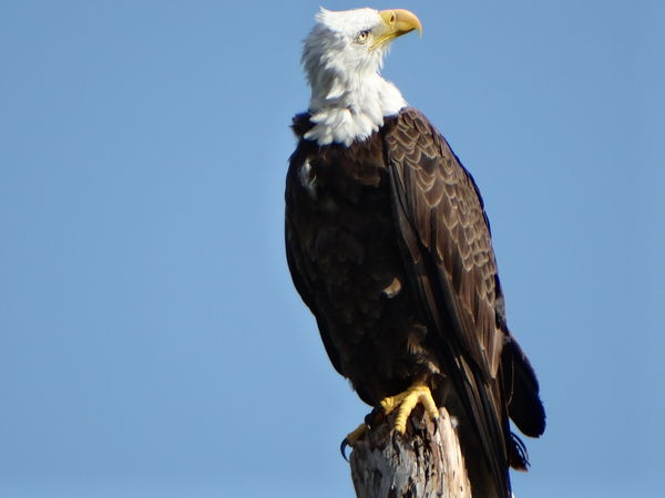 Bald Eagle, Pembroke Pines, Fl...
