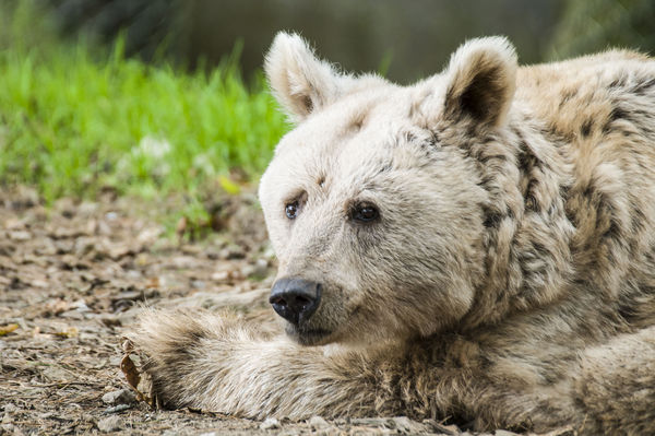 Bear cub....