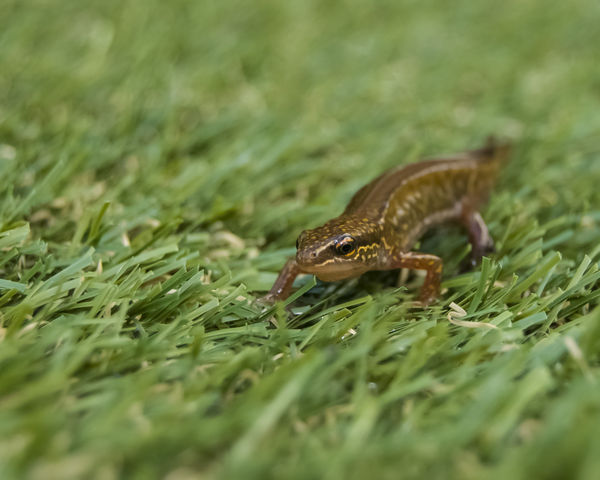 Newt on grass, straight from camera just a slight ...