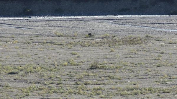 That speck is a BIG grizzly bear...