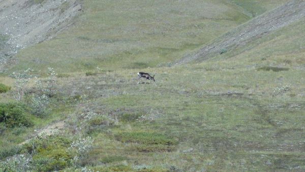 That speck is a pretty good size caribou...