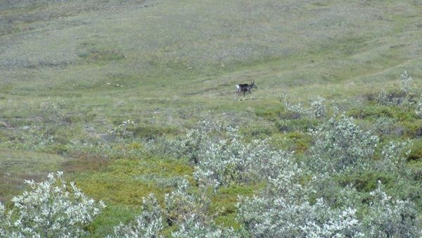 Another caribou that looks like a speck...