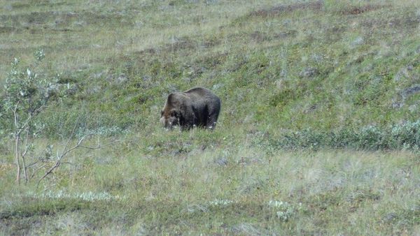 Bear closer in, still zoomed all way out...