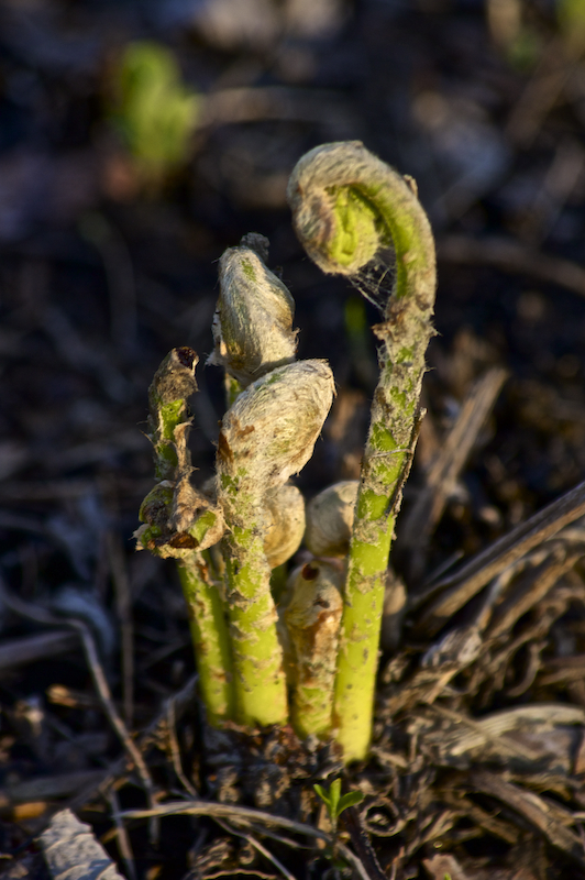 Ferns emerging from "fur" coats...