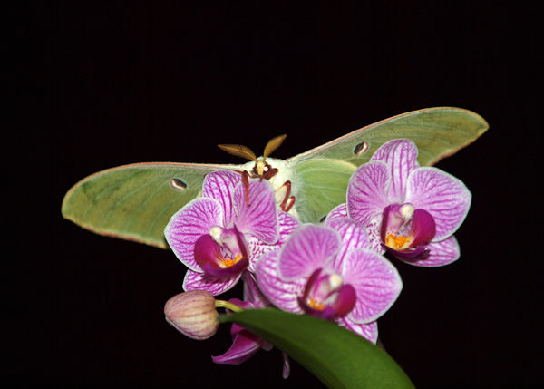 Luna Moth on an orchid...