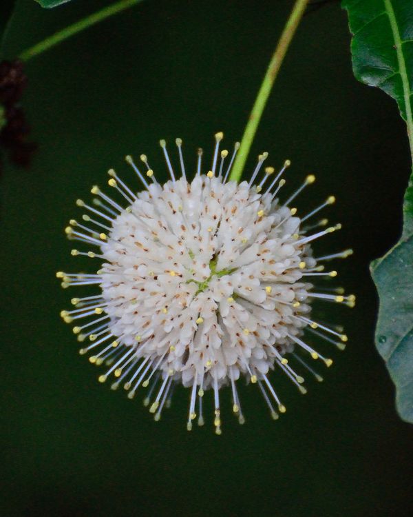 Flower of the Button Bush...