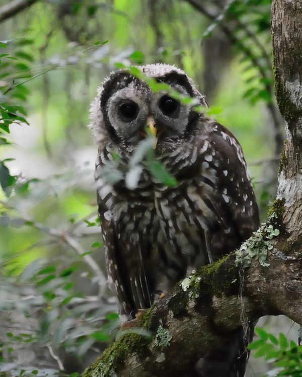 Young Barred Owl...