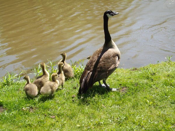 1. Canada goose and her babies...