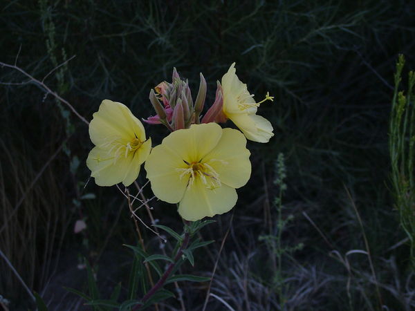 Unknwown wildflower. Mason Valley Wildlife Managem...