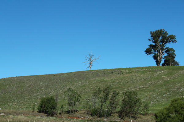 A Barren Tree stands out on its own...