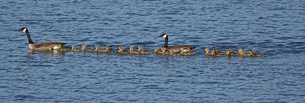 Canada Goose Family...