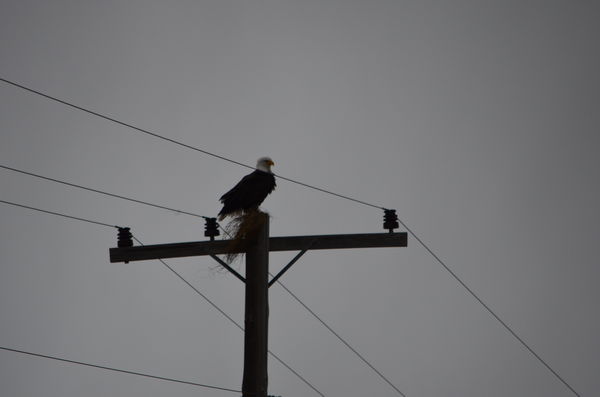 Eagle on top of Power pole...