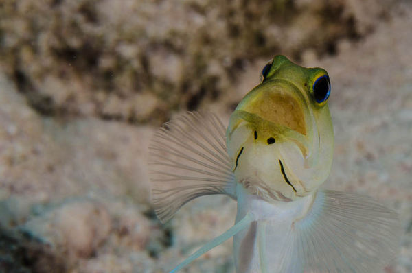 Yellow Headed Jawfish with eggs...