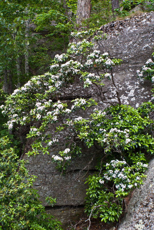 Mountain Laurel in bloom...