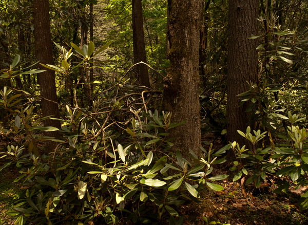 Rhododendron in the forest...