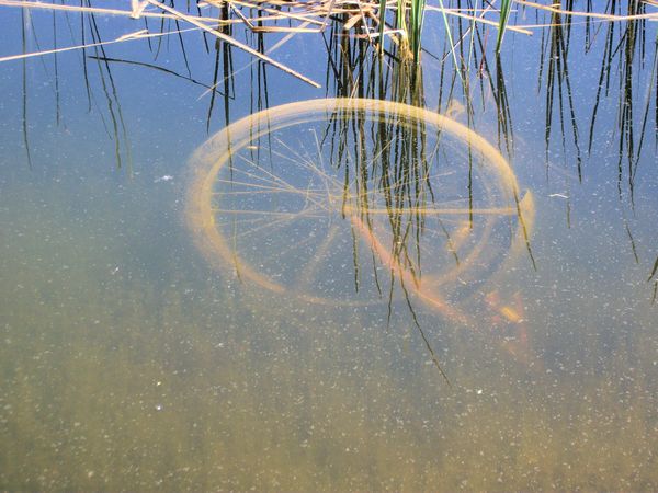 Bike in pond #1...