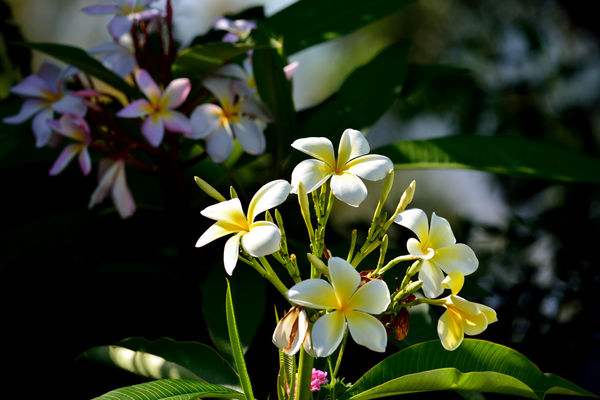 New plumeria blooms in the front.......