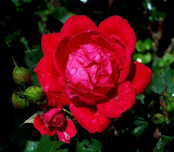 A Red Rose and Buds and Water Droplets: A Rose is a Rose is a Rose