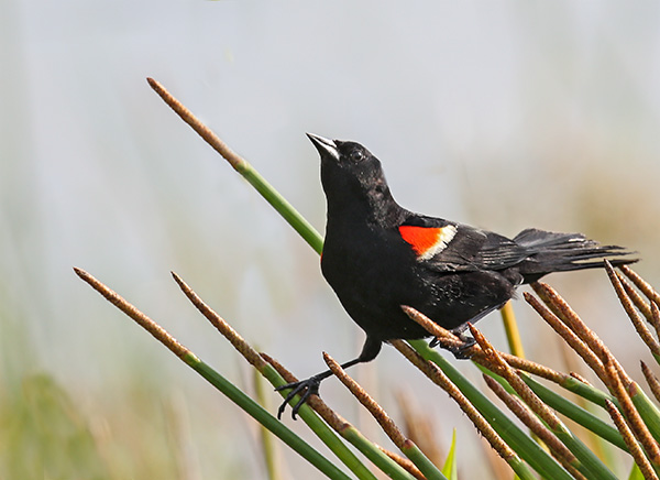 Red Winged blackbird doing the split...