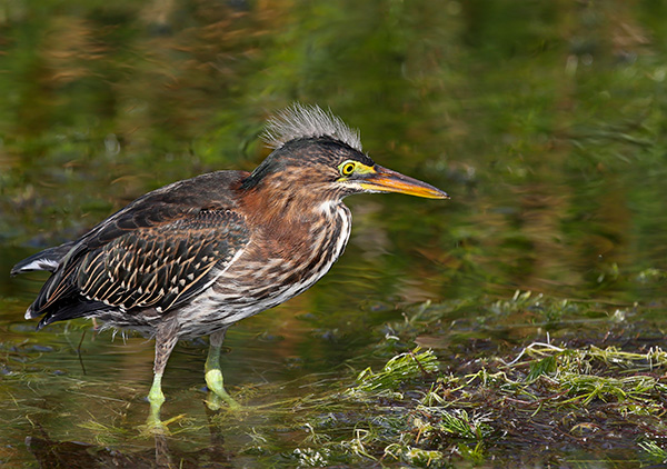 Young Little Green Heron...