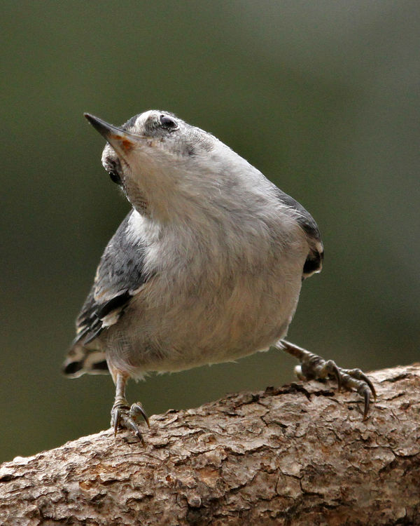 Another of the Nuthatch...