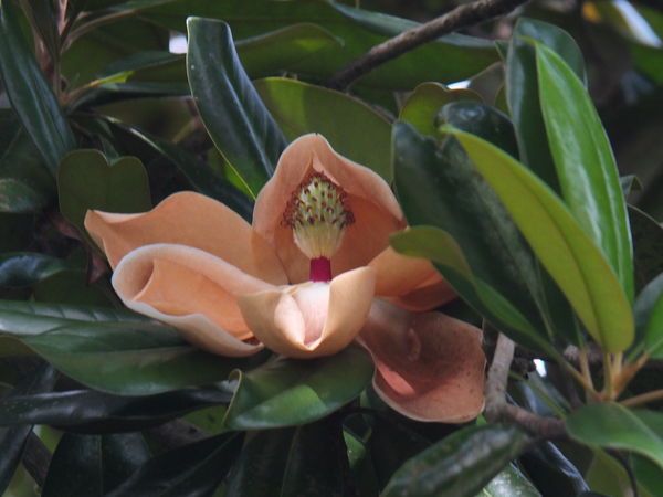 Magnolia bloom high in tree...
